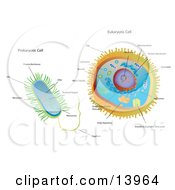 Biology Diagram Of Prokaryotic And Eukaryotic Cells Clipart Illustration