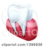 3d Human Tooth And Gums