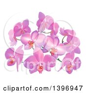 Purple Or Pink Orchid Flowers