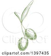 Clipart Of Green Sketched Olives Royalty Free Vector Illustration