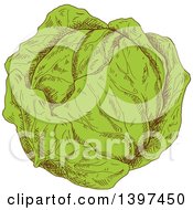 Poster, Art Print Of Sketched Cabbage