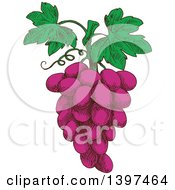 Clipart Of A Sketched Bunch Of Purple Grapes Royalty Free Vector Illustration