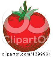 Poster, Art Print Of Sketched Tomato