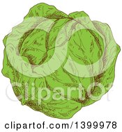 Clipart Of A Sketched Cabbage Royalty Free Vector Illustration