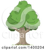 Poster, Art Print Of Mature Pyramidal Tree With A