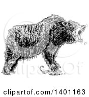 Clipart Of A Black And White Angry Bear Roaring Royalty Free Vector Illustration
