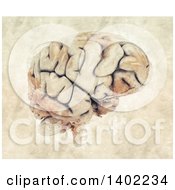 Poster, Art Print Of 3d Human Brain And Watercolor Splatters