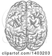 Clipart Of A Sketched Gray Brain Royalty Free Vector Illustration