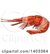 Sketched Shrimp
