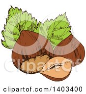 Clipart Of Sketched Hazelnuts Royalty Free Vector Illustration by Vector Tradition SM