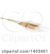 Poster, Art Print Of Sketched Wheat Stalk