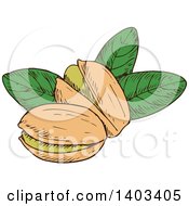 Clipart Of Sketched Pistachios Royalty Free Vector Illustration