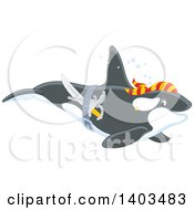Poster, Art Print Of Pirate Killer Whale Swimming