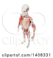 Poster, Art Print Of 3d Detailed Man With Visible Skeleton And Deep Muscles On A White Background