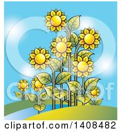 Poster, Art Print Of Sunflower Garden And Blue Sky