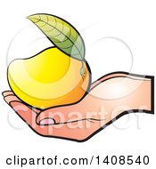 Hand Holding A Ripe Mango
