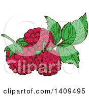 Poster, Art Print Of Sketched Raspberries And Leaves