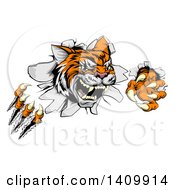 Clipart Of A Vicious Tiger Mascot Slashing Through A Wall Royalty Free Vector Illustration