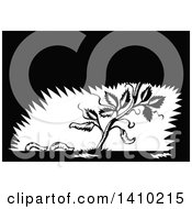 Clipart Of A Retro Black And White Woodcut Plant With Fallen Leaves Turning Into Maggots Royalty Free Vector Illustration by patrimonio