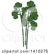Poster, Art Print Of Culinary Herb Spice - Cilantro