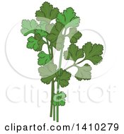 Clipart Of A Culinary Herb Spice Parsley Royalty Free Vector Illustration