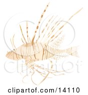 Lionfish AKA The Turkey Fish Or Dragon Fish Over A White Background Wildlife Clipart Illustration by Rasmussen Images