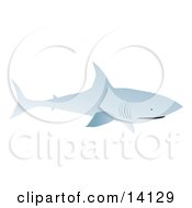 Bull Shark Swimming Wildlife Clipart Illustration