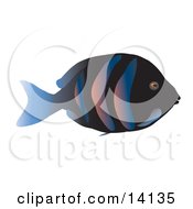 Tropical Fish With A Black Base Stripes And A Blue Tail Fin