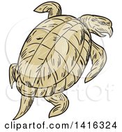 Poster, Art Print Of Sketched Ridley Turtle Looking Back