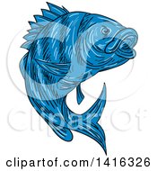 Sketched Blue Sheepshead Fish