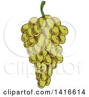 Clipart Of A Sketched Bunch Of Grapes Royalty Free Vector Illustration