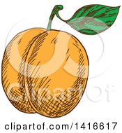 Clipart Of A Sketched Apricot Peach Or Nectarine Royalty Free Vector Illustration