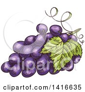 Clipart Of A Sketched Bunch Of Grapes Royalty Free Vector Illustration