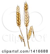 Clipart Of Sketched Wheat Royalty Free Vector Illustration by Vector Tradition SM