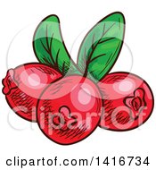 Clipart Of Sketched Coffee Berries Royalty Free Vector Illustration