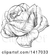 Poster, Art Print Of Sketched Gray Rose