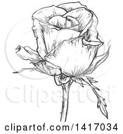 Clipart Of A Sketched Gray Rose Royalty Free Vector Illustration