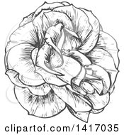 Poster, Art Print Of Sketched Gray Rose
