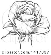 Clipart Of A Sketched Gray Rose Royalty Free Vector Illustration