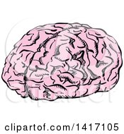 Poster, Art Print Of Sketched Human Brain