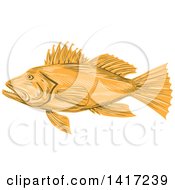 Poster, Art Print Of Sketched Black Sea Bass Fish