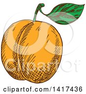 Poster, Art Print Of Sketched Apricot