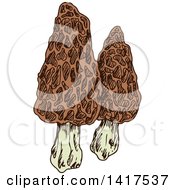 Sketched Morel Mushrooms
