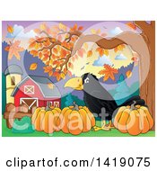Poster, Art Print Of Black Crow Bird With Pumpkins In An Autumn Barn Yard
