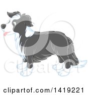 Cute Gray And White Border Collie Dog In Profile