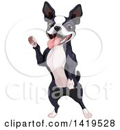 Clipart Of A Cute Boston Terrier Dog Standing On His Hind Legs Royalty Free Vector Illustration by Pushkin