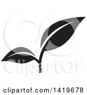 Poster, Art Print Of Black And White Plant Leaves