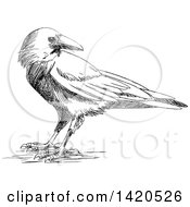 Poster, Art Print Of Sketched Black And White Crow