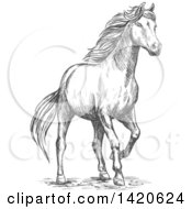 Poster, Art Print Of Sketched Gray Horse