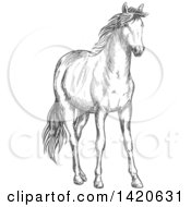 Clipart Of A Sketched Gray Horse Royalty Free Vector Illustration